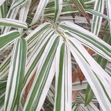 White Bamboo ( Bambusa chungii) Live Plant (Home & Garden)
