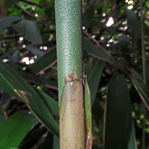 Chooral (Ochlandra Travancorica) Live Plant(Home & Garden)