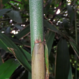 Chooral (Ochlandra Travancorica) Live Plant(Home & Garden)