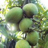 Alampur Baneshan Mango (Mangifera indica) Live Plant | Large Fibreless Mango Fruit | Tropical Fruit Plant (Home & Garden)