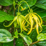 Langi Langi Plant(Cananga odorata)Live Plant(Home & Garden)