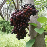 Cambodian Grape(Ampelocissus martini) Live Plant (Home & Garden)
