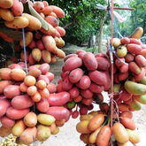 Kriel Fruit Plant (Home & Garden Plants)