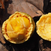 Rovak Fruit (Strychnos nux-blanda) Seedling Fruit Plant (Home & Garden Plants)