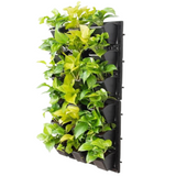 Biowall Vertical Garden With Plants (Money Plant 2 Varieties) For Home & Garden