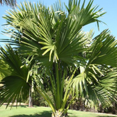 Birth Star : Uttra Badrapada|Uthruttathi|Uttara Proshtapada (Plant: Kudappana-Corypha Umbraculifera) (H&G)