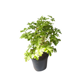 Odomas Plant Citronella plant Live Plant (Home & Garden)