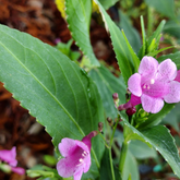 Kurinji (Strobilanthes cusia) Live Plant(Home & Garden)