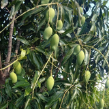 Mallika Mango Live Plant (Mangifera indica) Fruit Live Plant (Home & Garden)