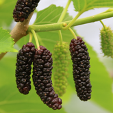 Brazilian Mulberry PlantLive Plant (Home & Garden)