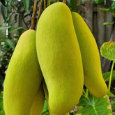 Banana Mango(Mangifera indica)Fruit Live Plant (Home & Garden)
