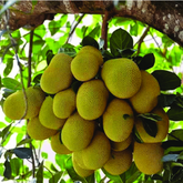 Birth Star : Uttar Ashada|Uthradam (Plant: Plavu-Artocarpus Heterophyllus|Artocarpus Communis) (H&G)