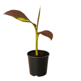 Ornamental Red banana Live Plant (Home & Garden)