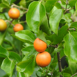 Birth Star : Ashwini|Aswathy|Ashvayuja (Plant: Kaanjiram-Strychnos Nux-Vomica) (H&G)