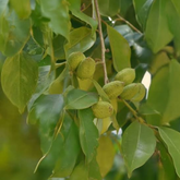 Karimaram (Diospyros candolleana) Ornamental Live Plant (Home & Garden)