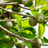 Green sapote (Pouteria Viridis) Seedling Fruit Plant (Home & Garden Plants)