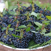 Rumdul Fruit (Sphaerocoryne Affinis) Seedling Fruit Plant (Home & Garden Plants)