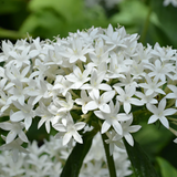 White Pentas (Pentas lanceolata) Egyptian Star Cluster, Star Cluster Flowering/Ornamental Live Plant (H&G)