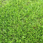 Mexican Lawn GrassPer SQFT For Lawn, Ground,Garden (Home & Garden)