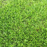 Mexican Lawn GrassPer SQFT For Lawn, Ground,Garden (Home & Garden)