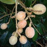 Madhubilata (Stixis Suaveolens) Fruit Plant (Home & Garden Plants)