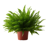Boston fern plant (Nephrolepis exaltata) (Home & Garden)