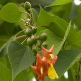 Kupilli(Gmelina arborea) Live Medicinal Plant (Home & Garden)