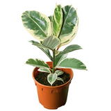 Variegated Rubber Plant, Ficus elastica - Live Plant (H&G)
