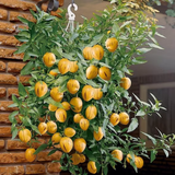 Pepino Fruit Plant(Solanum muricatum) Live Plant (Home & Garden)