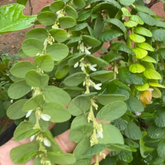 Seetharmudi / Arbudhanashini Live Plant (Home & Garden)