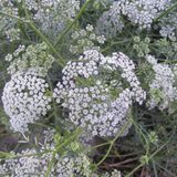 Ayamodakam (Trachyspermum ammi) Live Plant(Home & Garden)