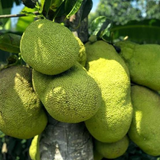 Singapore Varikka Jackfruit (Artocarpus heterophyllus) Fruit Live Plant (Home & Garden)