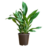 Cast Iron Plant (Aspidistra Elatior)(Bar-Room Plant)Live Plant (Home & Garden)