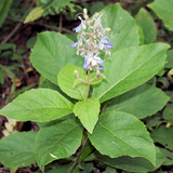 Cheruthekku / Angaravalli (Rotheca Serrata) Medicinal / Flowering Live Plant (Home & Garden)