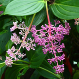 Medinilla plant(Medinilla magnifica)(Home & Garden)