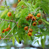 Soapnut / Ritha / Tree( Avenue Trees)Live Plant (Home & Garden)