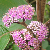 Callicarpa Tomentosa (Cheruthekku) Live Plant(Home & Garden)