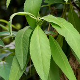 Bhootham Kolli (Blumea balsamifera) Live Medicinal Plant (Home & Garden)