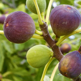 Brown Turkey Fig Live Plant (Ficus carica 'Brown Turkeyƒ?�) Layered Fruit Plant (Home & Garden Plants)