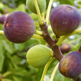 Brown Turkey Fig Live Plant (Ficus carica 'Brown Turkeyƒ?�) Layered Fruit Plant (Home & Garden Plants)