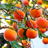 Persimmon Fruit Plant (Diospyros kaki) Fruit Live Plant (Home & Garden)