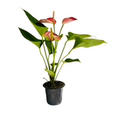 Anthurium Livium Red | Candy Cane | Flamingo Flower Flowering/Ornamental Live Plant (Home & Garden)
