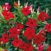 Mandivilla Red(Mandevilla sanderi) Live Plant (Home & Garden)