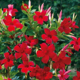 Mandivilla Red(Mandevilla sanderi) Live Plant (Home & Garden)