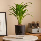 Areca Palm Live Indoor Air Purifier Plant in 6 Inch Self Watering Pot | Perfect for Home & Office Décor (Pot Colour May Vary Depending On Availability)