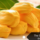 EVIARC The Sweetest Jackfruit Plant Budded Fruit Plant (Home & Garden Plants)