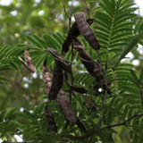 Birth Star : Mrigashirsha|Makayiram (Plant: Karingali|-Acacia Catechu|Diospyros Ebenum) (H&G)