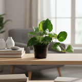 Green Money Plant (Epipremnum aureum) In 4 Inch Pot| Indoor Air Purifying Ornamental Live Plant | Easy to Grow | Ideal for Home, Office & Gifting