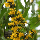 Venga / Indian Kino Tree (Pterocarpus marsupium) Ornamental Live Plant (Home & Garden)