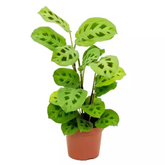 Calathea Maranta Kerchoveana - Live Plant (H&G)